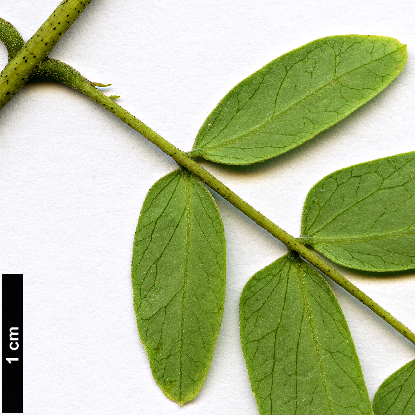 High resolution image: Family: Fabaceae - Genus: Albizia - Taxon: kalkora